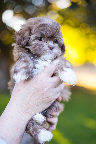 habibi bear puppy therapy dog