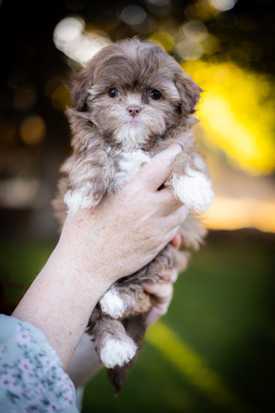 habibi bear puppy therapy dog