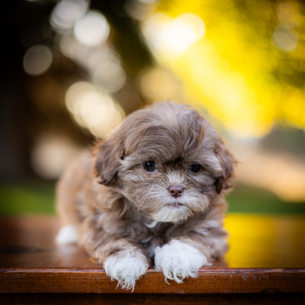 habibi bear puppy therapy dog