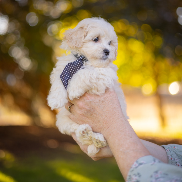 habibi bear puppy therapy dog