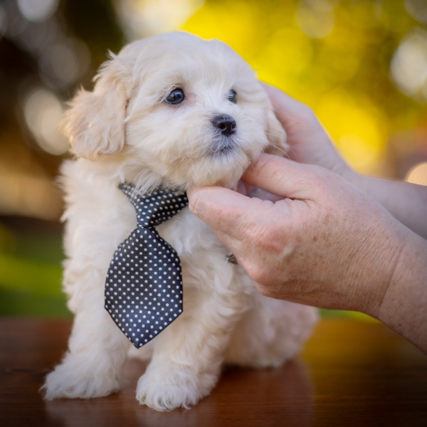 habibi bear puppy therapy dog