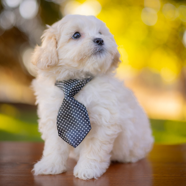 habibi bear puppy therapy dog