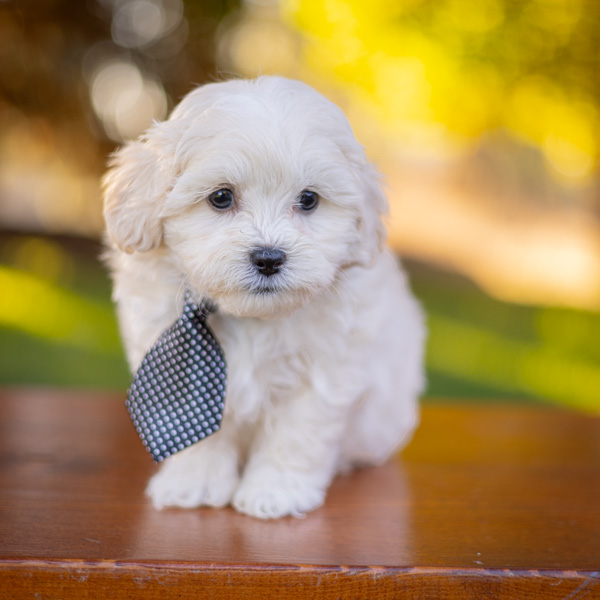 habibi bear puppy therapy dog