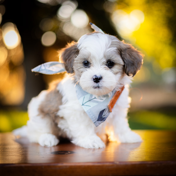 habibi bear puppy therapy dog