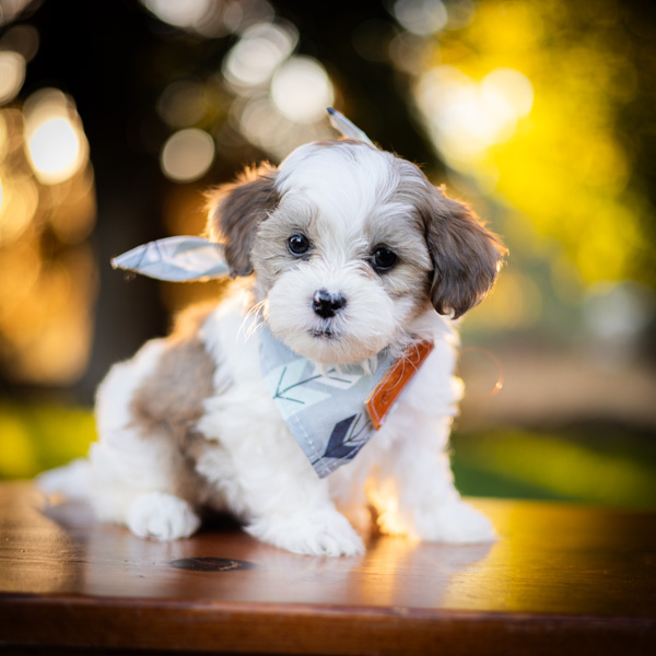 habibi bear puppy therapy dog