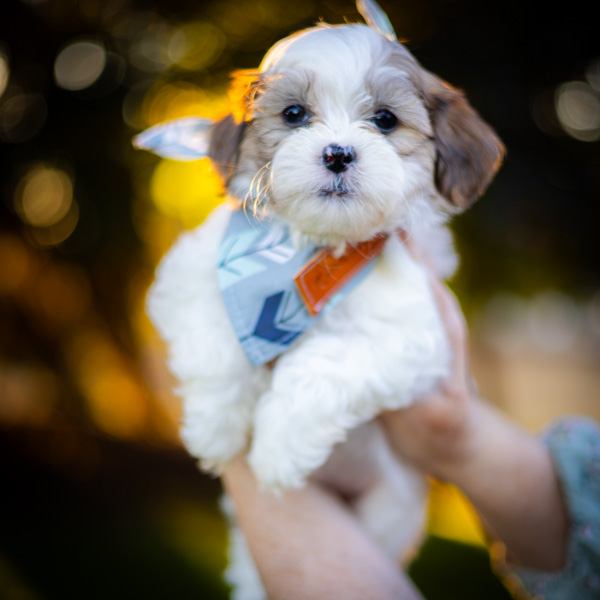 habibi bear puppy therapy dog