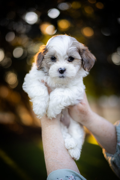 habibi bear puppy therapy dog