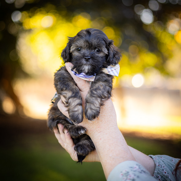 habibi bear puppy therapy dog