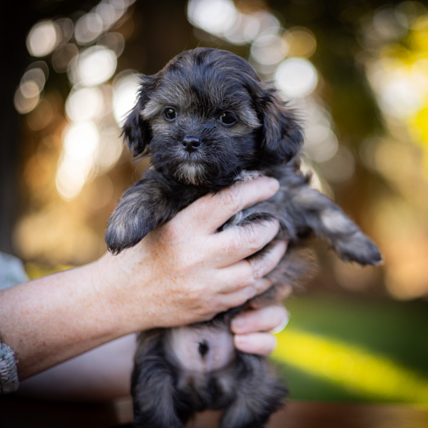 habibi bear puppy therapy dog