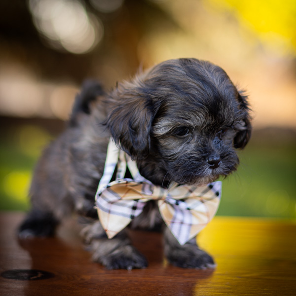 habibi bear puppy therapy dog