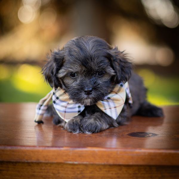 habibi bear puppy therapy dog