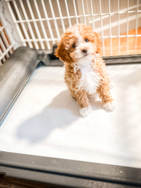 habibi bear puppy therapy dog